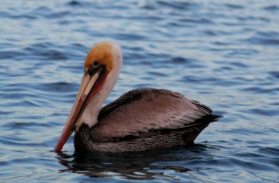 Brown Pelican - making a come back