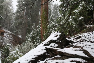 Snow fall in late May, Mt. San Gorgonio