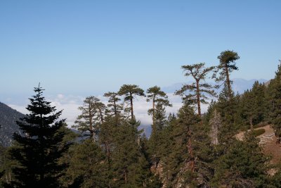 Trees on a ridgeline, San Gorgonio