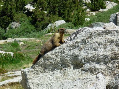 Marmot - aka the little bear