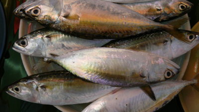 local mackerel