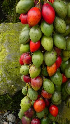 tree tomatoes