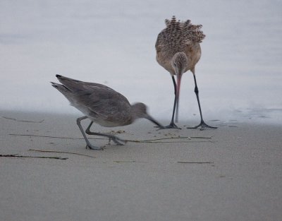 shore-birds