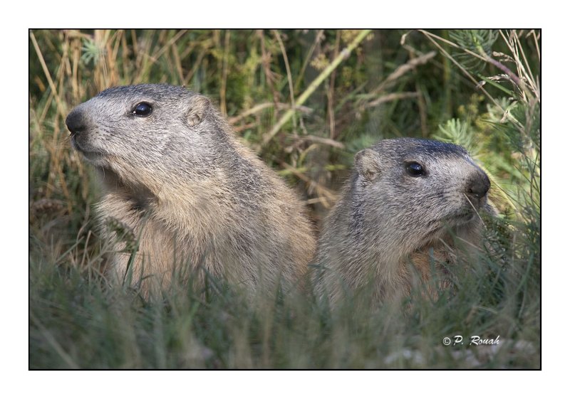 Marmottes - 2147