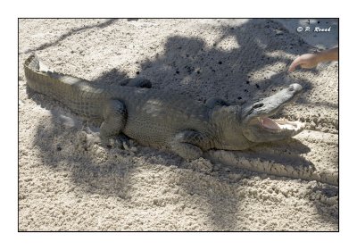 Alligator Caress - 3444