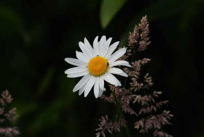 Rule of Thirds - Not