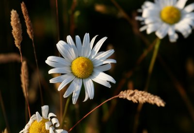 IMG_1524A.jpg