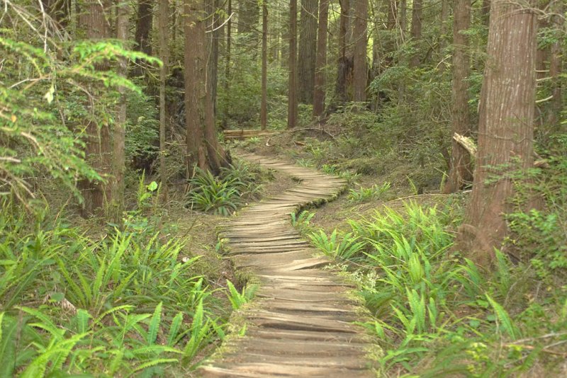 Old windy boardwalk.
