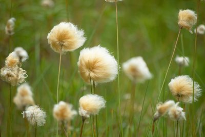 Some cool fuzzy things.