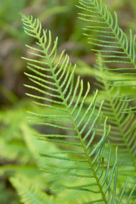 Tiny fern.