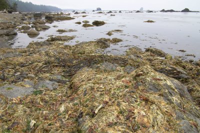 Dried up kelp.