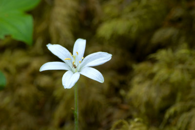 small wild flower with a spider in it.