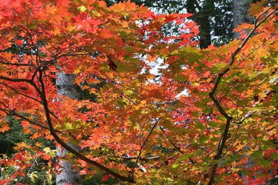Autumn colors in Odaesan