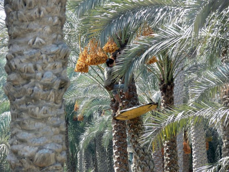 The picking of dates
