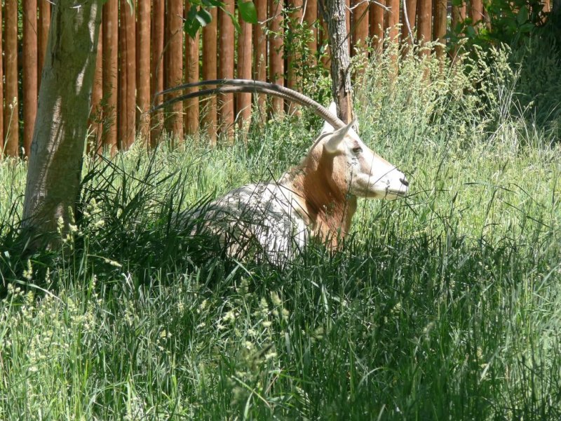 An Oryx