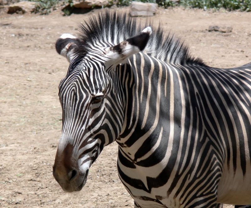 A Grevys Zebra