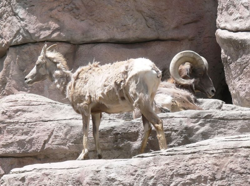 Big-Horn Sheep