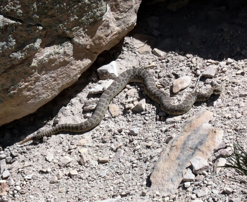 Rattler