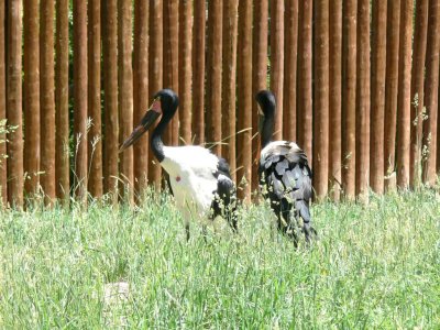 Saddle-billed Storks
