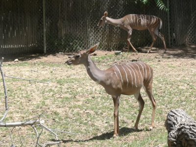 A Lesser Kudu
