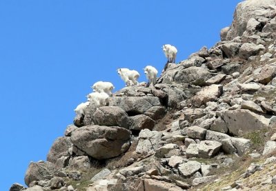 Mountain Goats at Mt. Evans, Colorado
