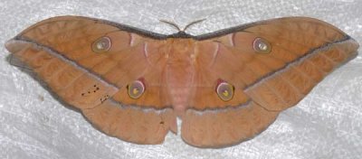 Antheraea-roylli.female from Lam Dong.jpg