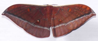 Antheraea-mezops.female.jpg