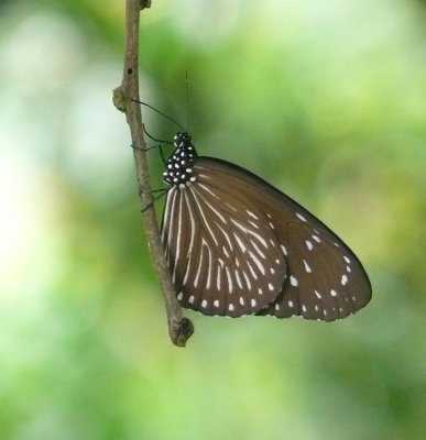Euploea-mulciber.jpg