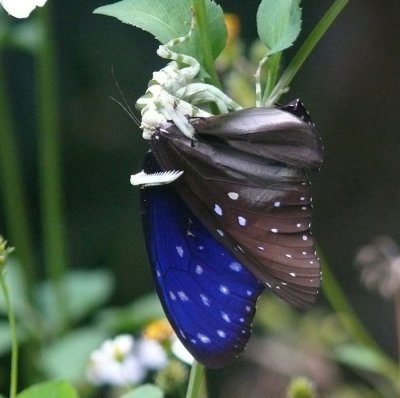 Mantis-eating-butterfly.jpg