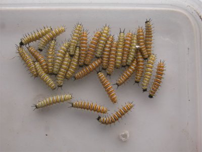 Caterpillars of Cethosia biblis.jpg