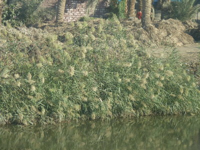 Irrigation Canal, Road to Dahshur P1000550(1).JPG