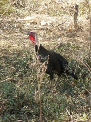 turkey in the bush