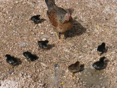 mamma hen and baby chicks
