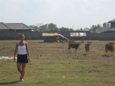 cows in Bali oh and me  (I'm not the cow)