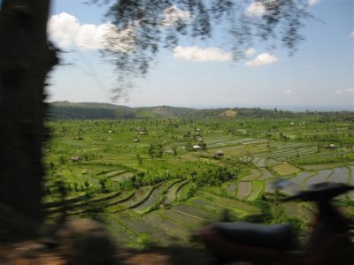 Rice pattie fields in Bali