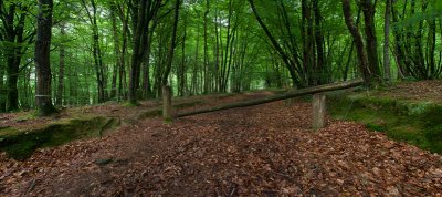 Foret de Mireloup w.jpg