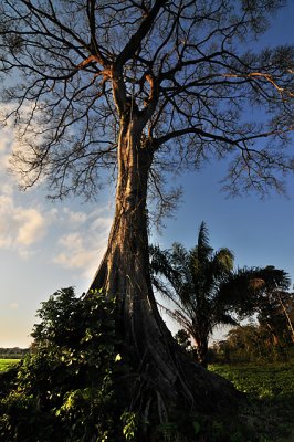 Standing Fast - One of the few large trees they haven't cut down in Yapacani, Bolivia