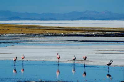 Salar de Uyuni Flamingos