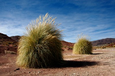 Desert Bushes in Potosi