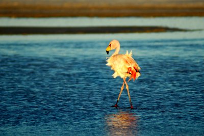Flamingo on the Salar de Uyuni