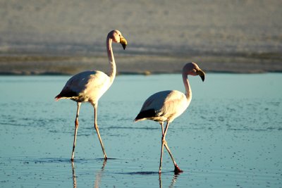 Flamingos on the Salar de Uyuni