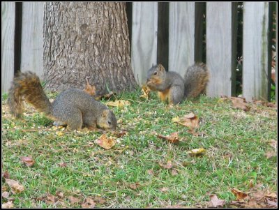 hungry_squirrel