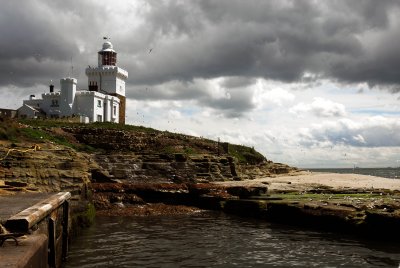 Coquet Island with Puffins, Doves and all other birds