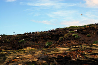 Puffins on Coquet Island
