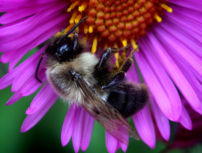 pollen-covered bee