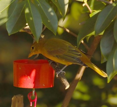 092606 Summer Tanager