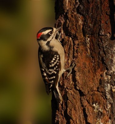 092606 Male Downy Woodpecker