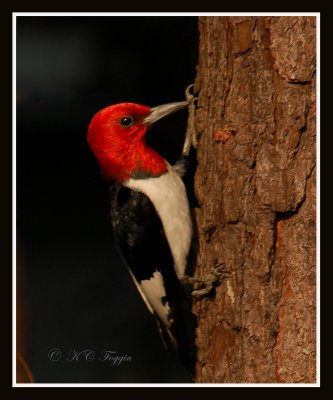062608 Red-headed Woodpecker