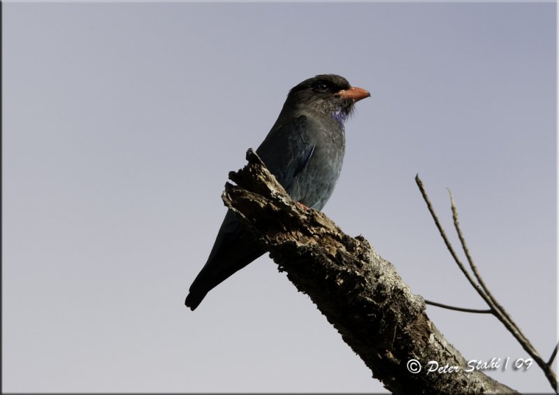 Dollar Bird.jpg