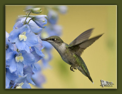 Ruby throated female.jpg